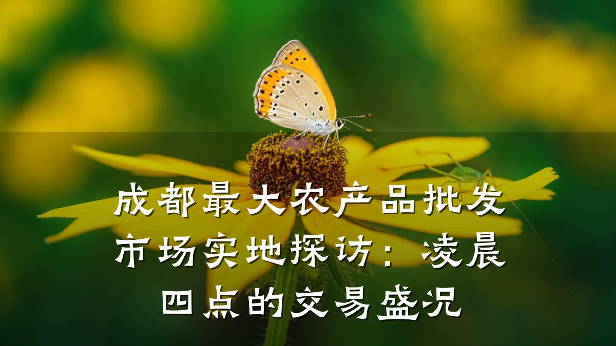 成都最大农产品批发市场实地探访：凌晨四点的交易盛况