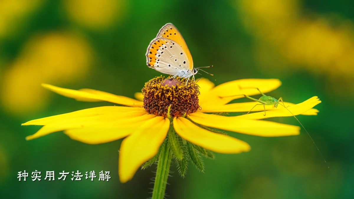 种实用方法详解