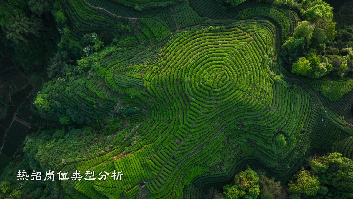 热招岗位类型分析
