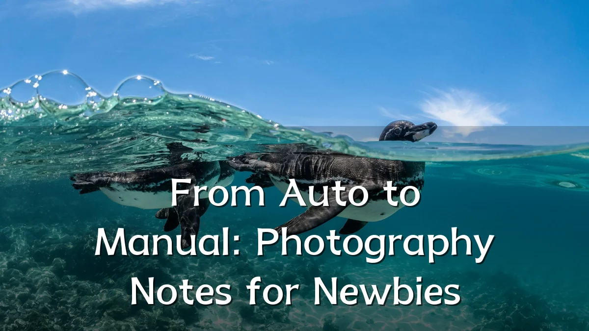 From Auto to Manual: Photography Notes for Newbies