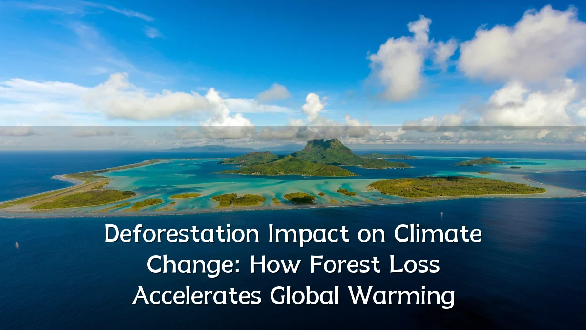 Deforestation Impact on Climate Change: How Forest Loss Accelerates Global Warming