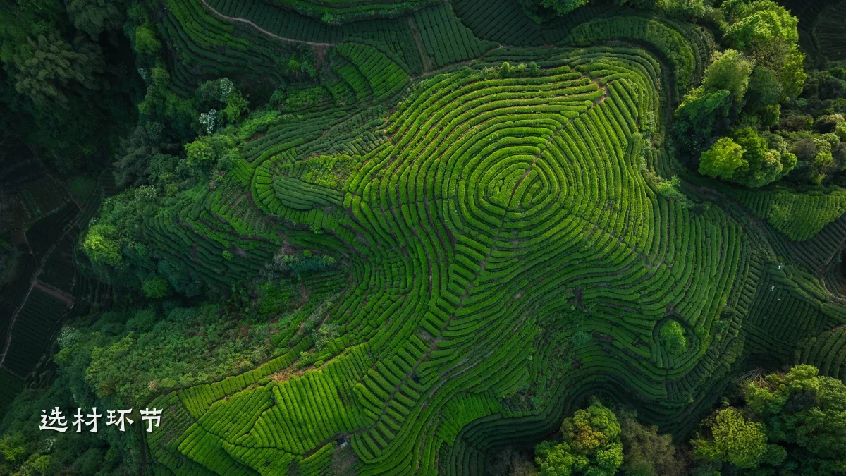 选材环节